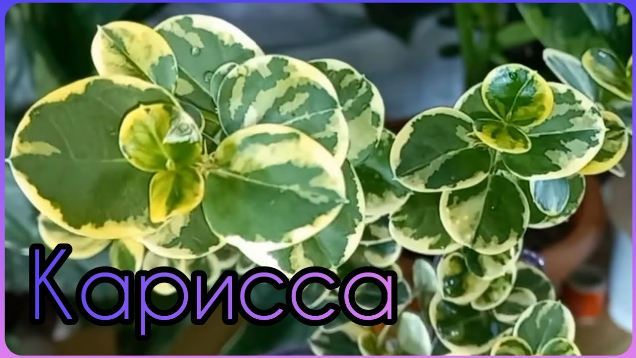 КАРИССА?Комнатная СЛИВА?Нужен совет по формированию?Все об уходе?Полив?Грунт?Освещение?