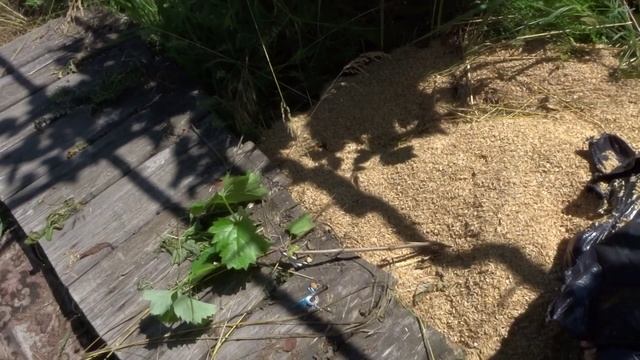 УЛУЧШАЕМ ПОЧВУ ДЛЯ ВИНОГРАДА.