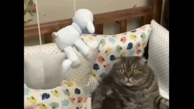 Смешные котики Сборник 1 часть