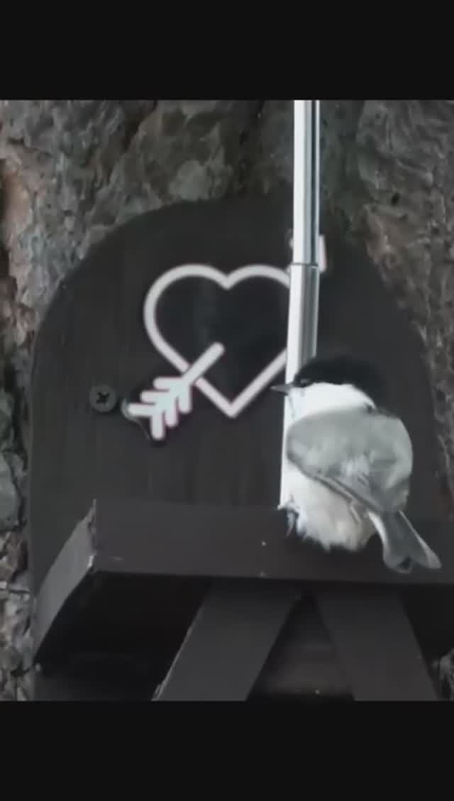 #shorts Белка и птицы на кормушке под зонтиком