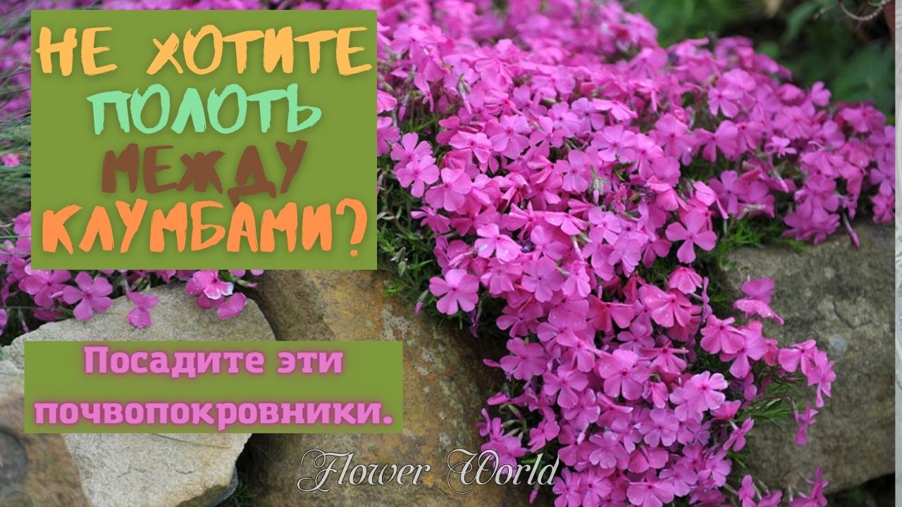 Посадите эти почвопокровники. ЕСЛИ НЕ ХОТИТЕ ПОЛОТЬ МЕЖДУ КЛУМБАМИ.😍