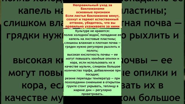 Как правильно ухаживать за Баклажанами