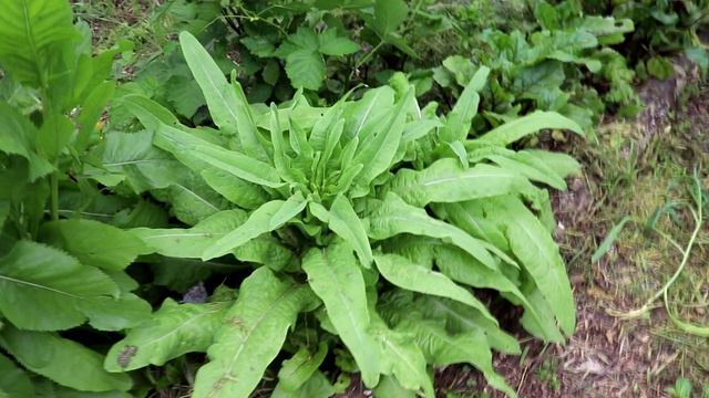 НОВИНКИ МОЕГО ОГОРОДА И САДА - 25 МАЯ