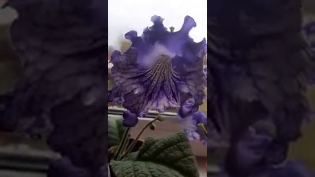 GRAND стрептокарпус.