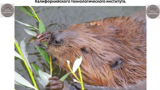 Прикол. Монета с историей о бобрах парашютистах. Монета Канады 5 центов 1961 года. Бобр