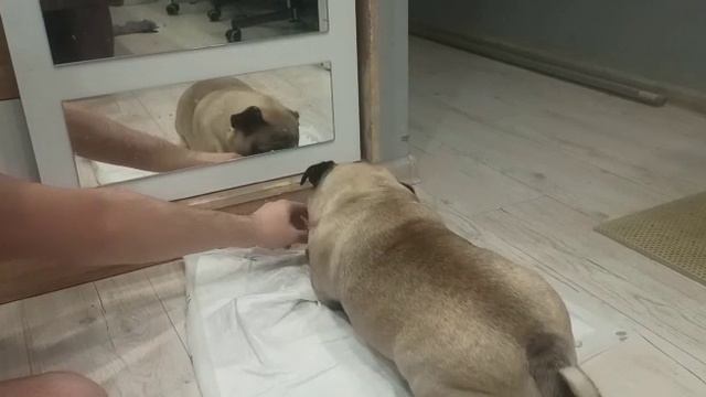 Оливье, не трогай моё :)