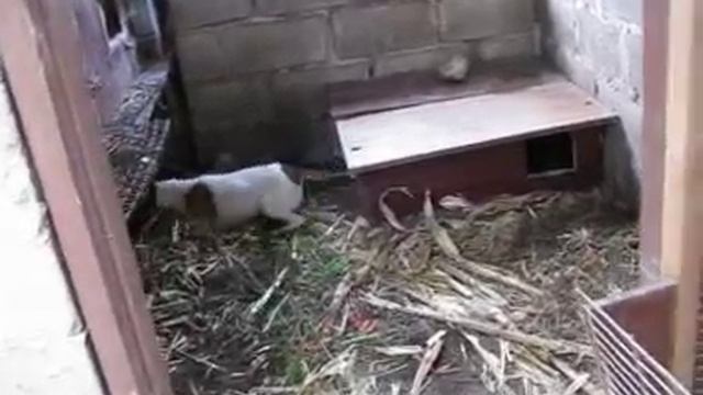 Гладкошерстный фокстерьер и кроличья нора (Сможет ли пёс залезть в такую нору?)