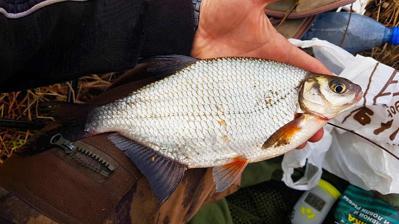 Вот это ГУСТЕРА! Ловля на поплавок, Рыбалка в мае на реке 2021