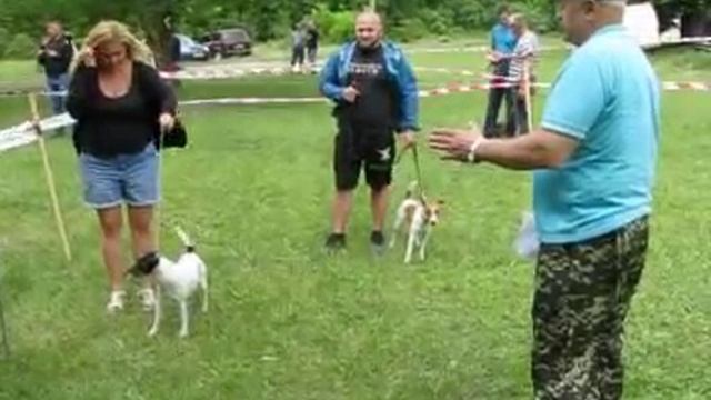 Всепородная выставка охотничьих собак Кривой Рог от 26 мая 2018 года (УООР ФОСУ) Ринг г/ш фокстерьер