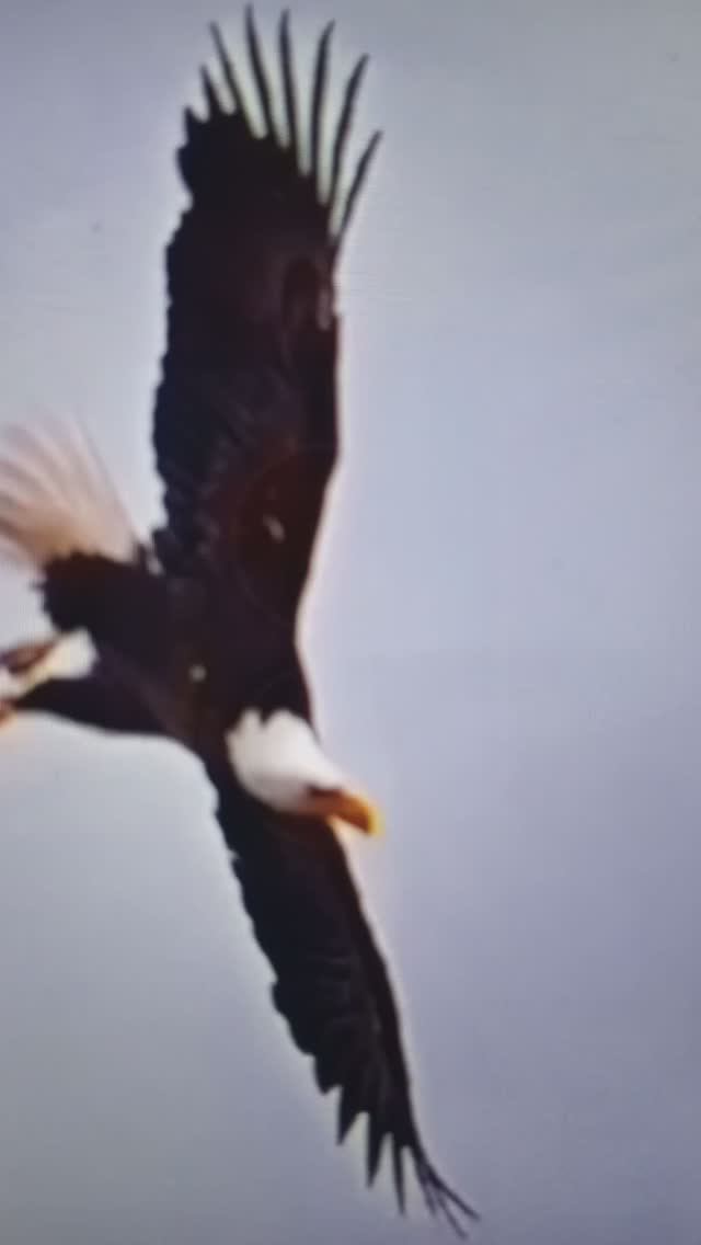 Белоголовый орлан-белохвост и беркут - хищные птицы.#Shorts
