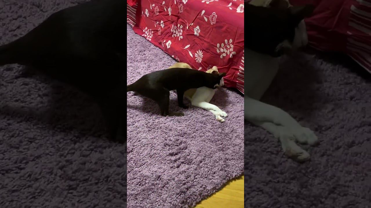 И еще одна битва котов ориенталов #cat #funny #oriental #кот #ориентал #ориенталы