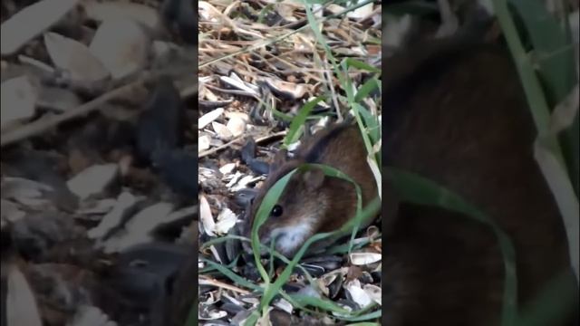 #shorts Мышка полевая в лесу