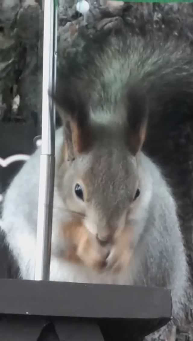 #shorts Белка умывается после обеда