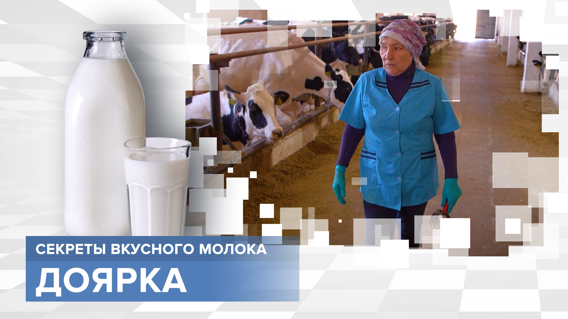 Как полюбить корову и получать от нее лучшее вознаграждение? Профессия: Доярка