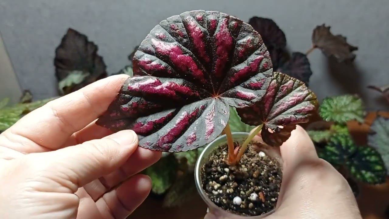 24.06.24 Излишки бегоний со скидкой. Альбомы ВК и в Одноклассниках