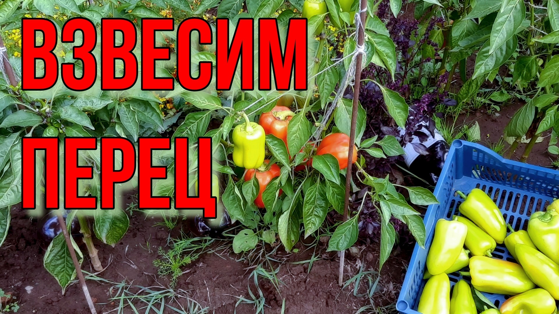 Последний перец с грядки. Сентябрь 2021