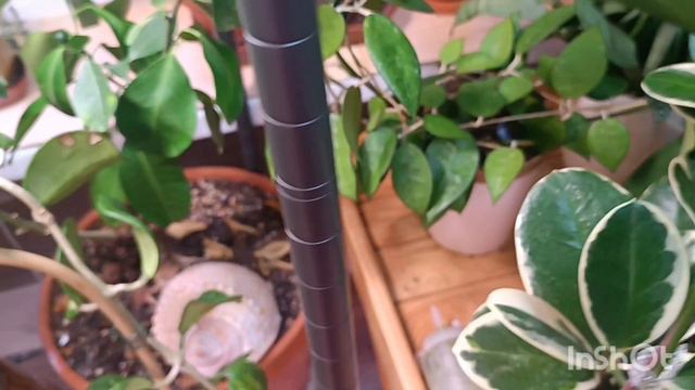 дела цветочные