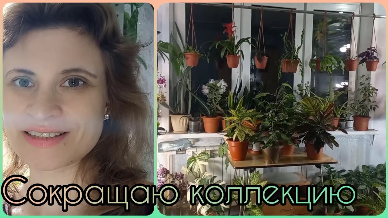 И все-таки я их отдаю?Сокращение коллекции растений?Мои взрослые растения?Ожидаю большую посылку