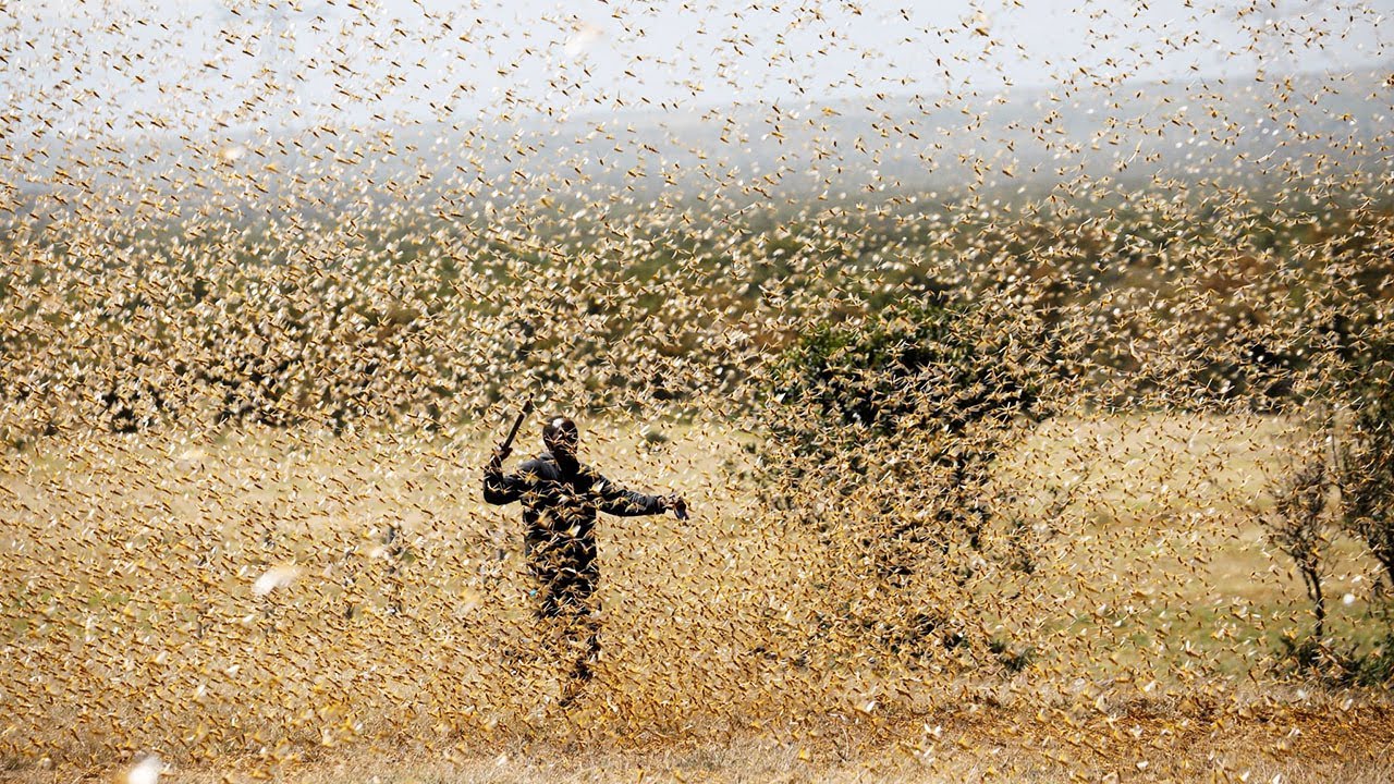 Последствия Массового Скопления Животных