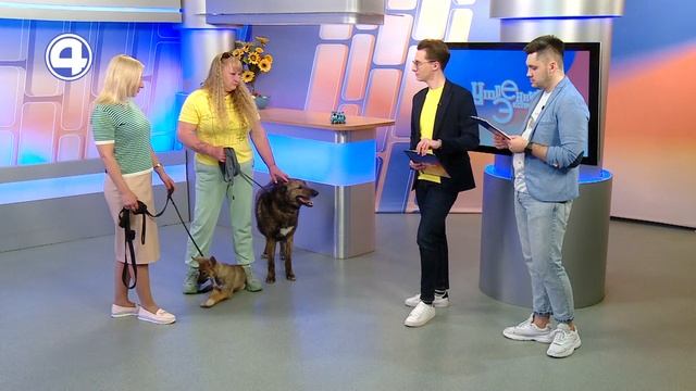 Ищем хозяина хорошим защитникам и идеальному другу человека | Утренний Экспресс