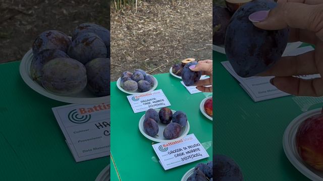 Обзор сливы .Часть 6