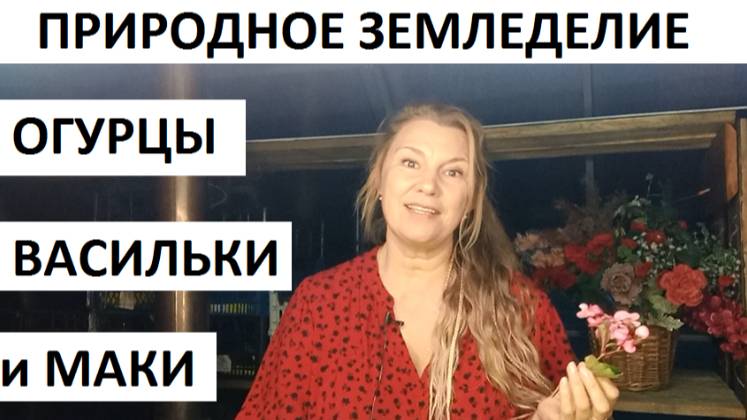 Огурцы в природном земледелии. Васильки и маки)