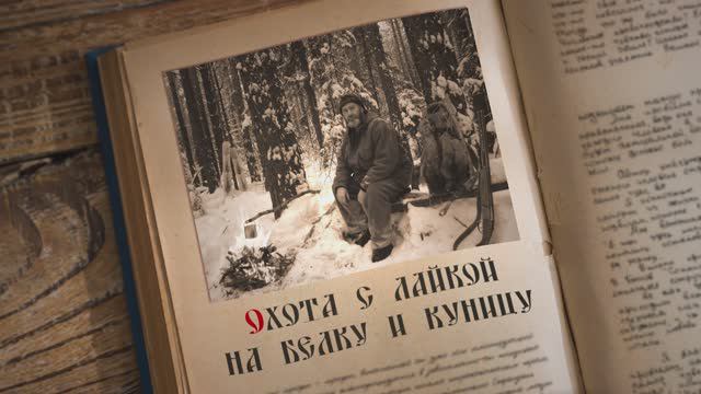 Охота с лайкой на белку и куницу