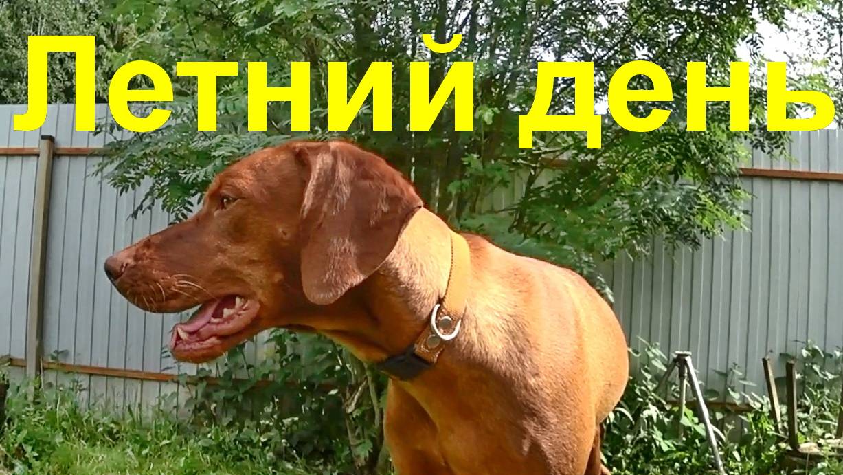Летний день!