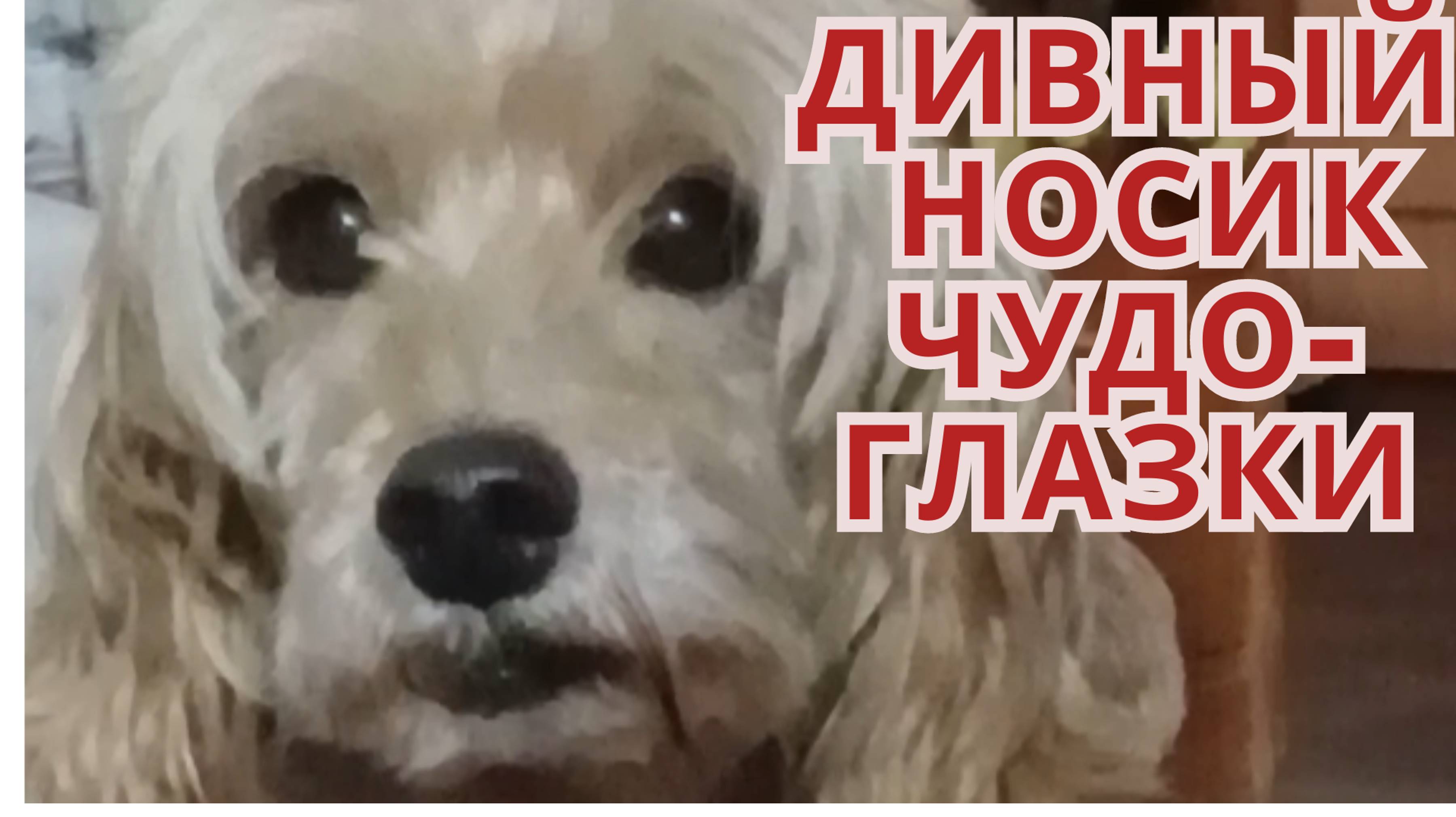 Дивный носик, чудо- глазки, Верный друг, пёсик бестрашный...