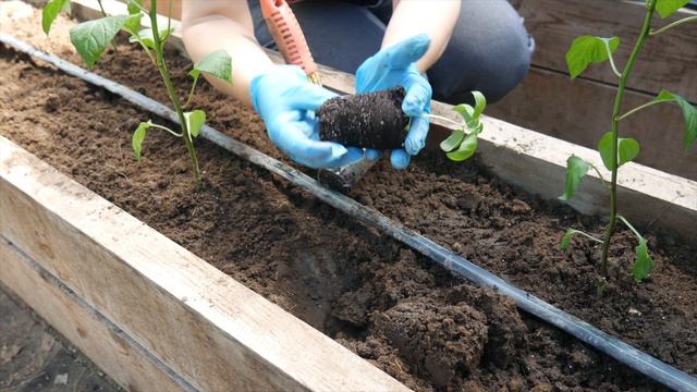 СЛАДКИЙ ПЕРЕЦ БУТУЗ