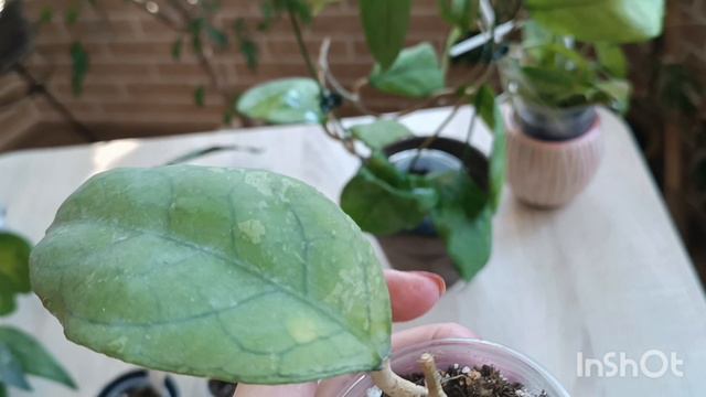 растения из магазина адениумленд спустя месяц