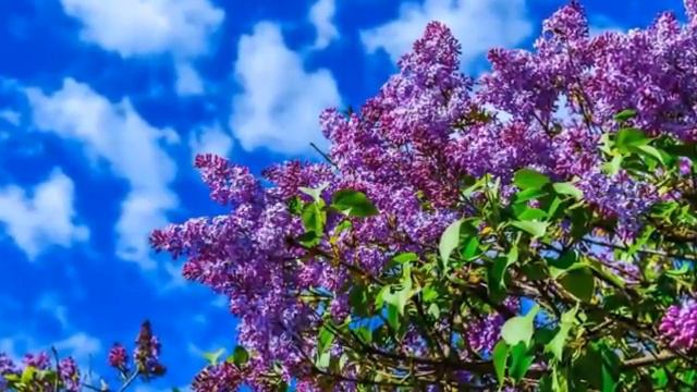 И запах, и ее очарование...