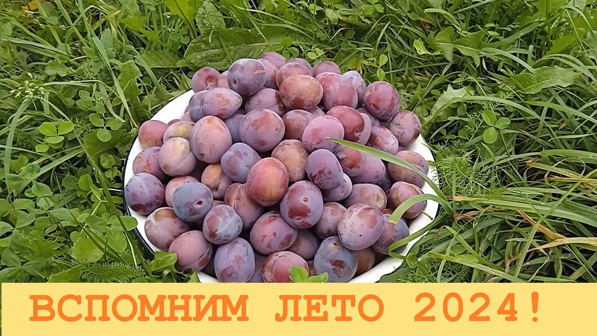 2024 Август. Удалось собрать немного сливы