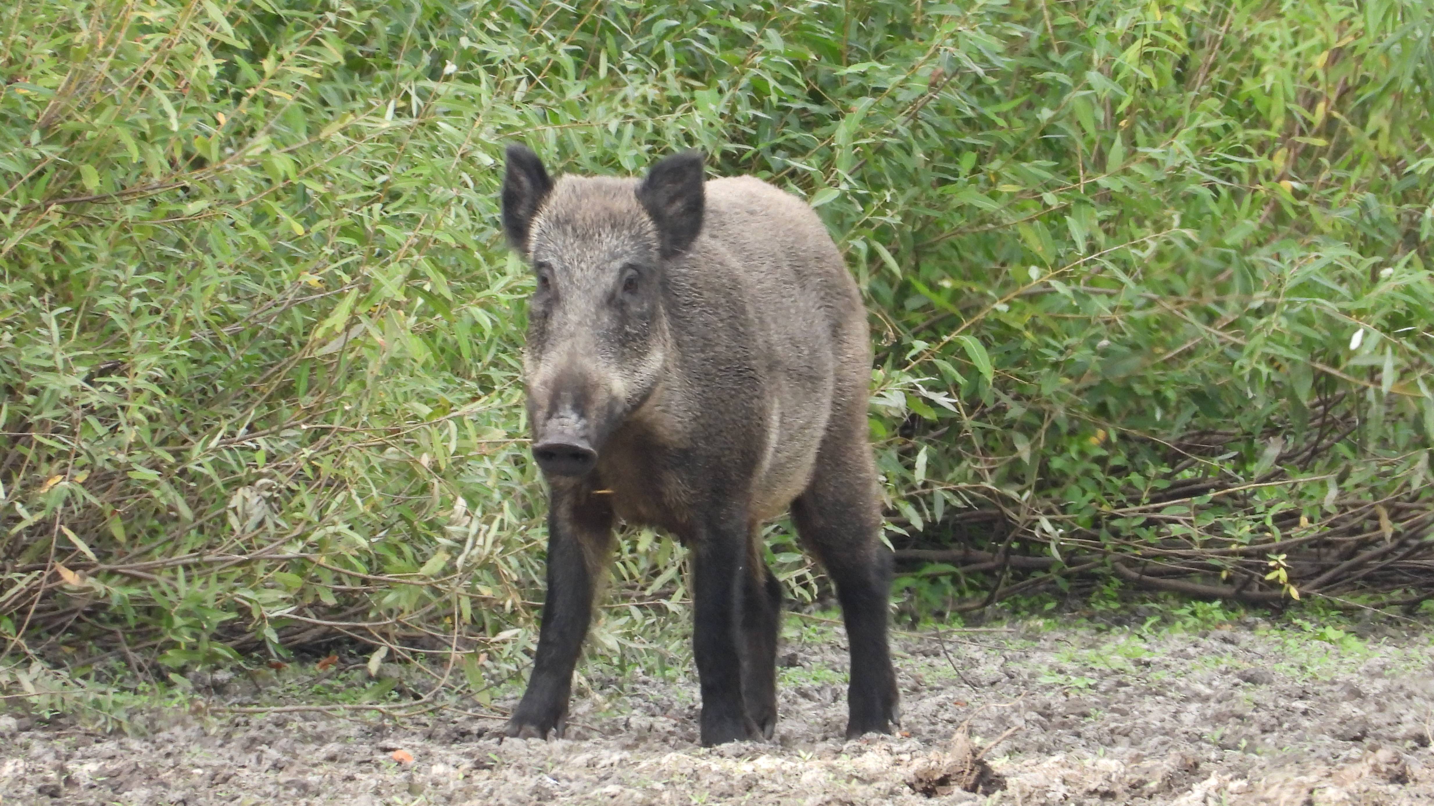 Кабаны на рыбалке