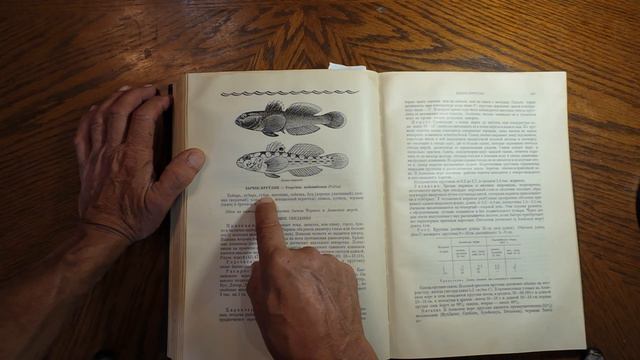 РЫБЫ СССР 1949 год !!! (выборка - Азовское и Чёрное море)