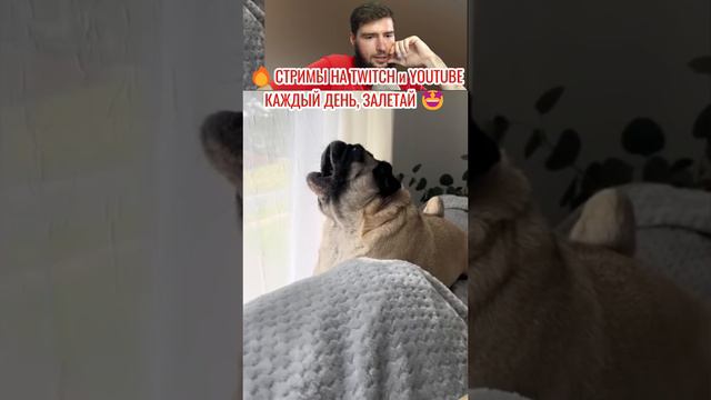 😰ЖАЛКО СОБАЧКУ🐶#приколы2024 #юмор #реакциянаприколы #рофлы