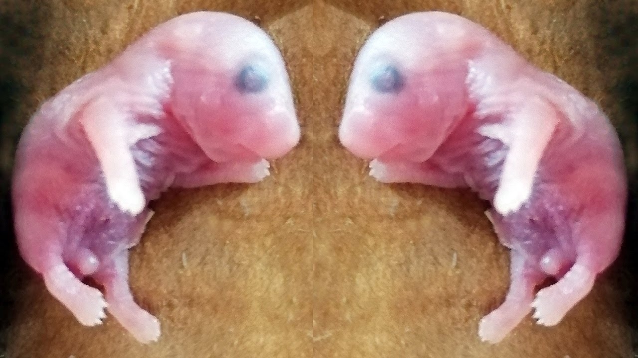 Новорожденные хомячки ~ как рождаются хомяки