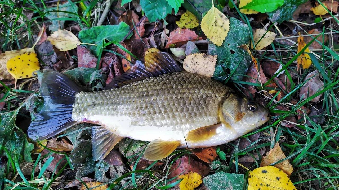 Карась проснулся! Разведка водоема. Весенняя рыбалка.