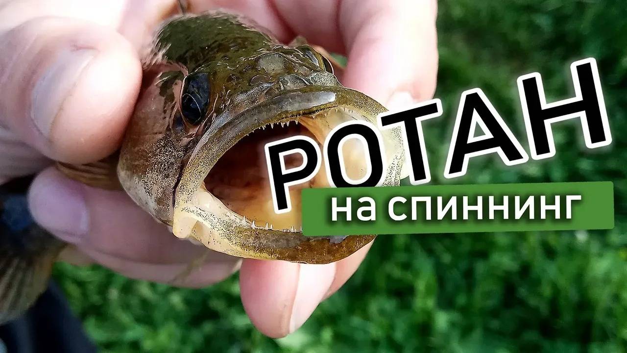 Ловлю ротана на спиннинг в Москве #рыбалка