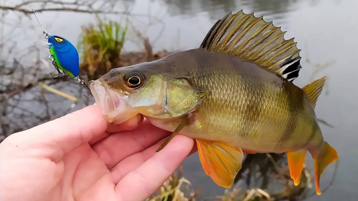 Ловлю окуня на отводной поводок. Рыбалка на спиннинг в Подмосковье.