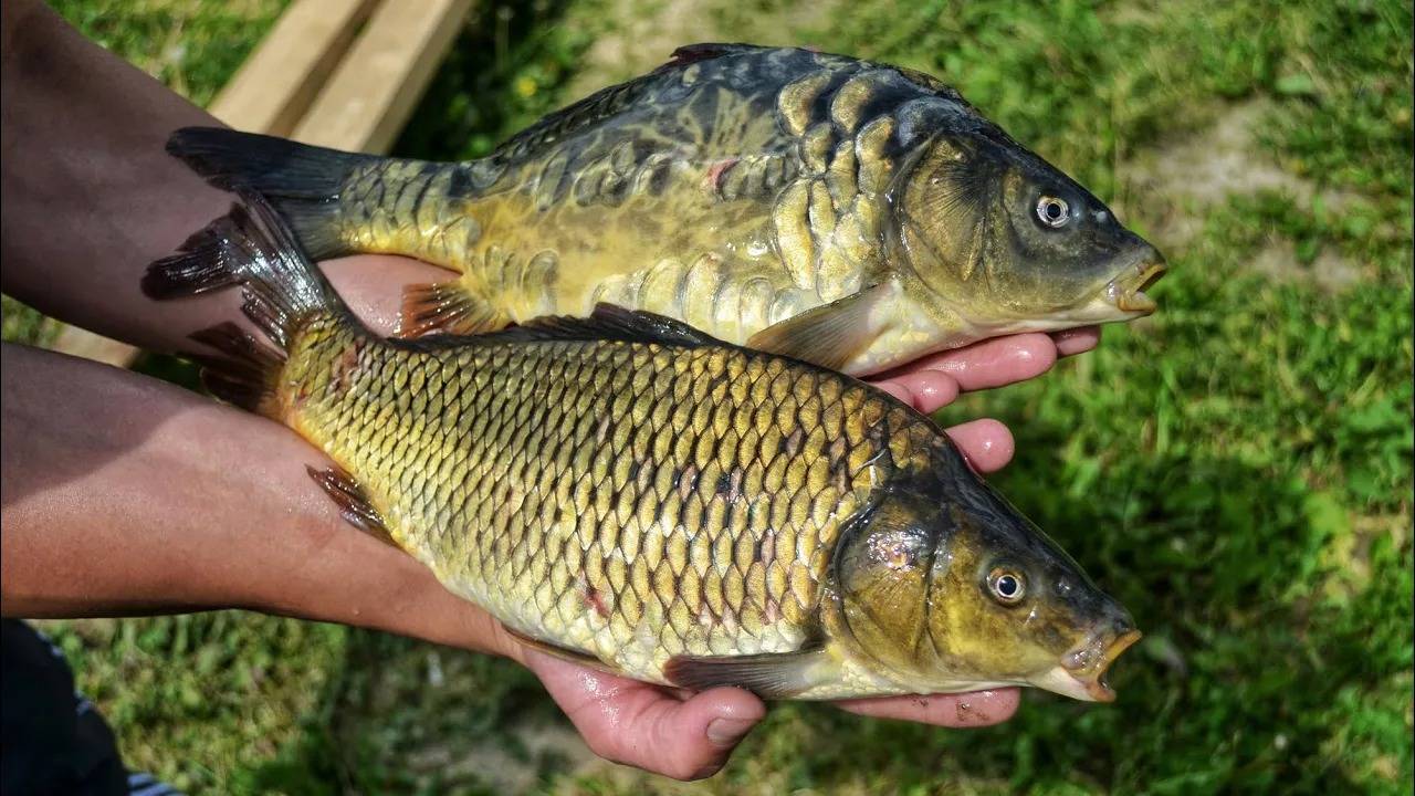 Нарвался на бешеный клёв карпа! Поймал 9 карпов и 2 стерлядки на Пионерском пруду в Селятино.