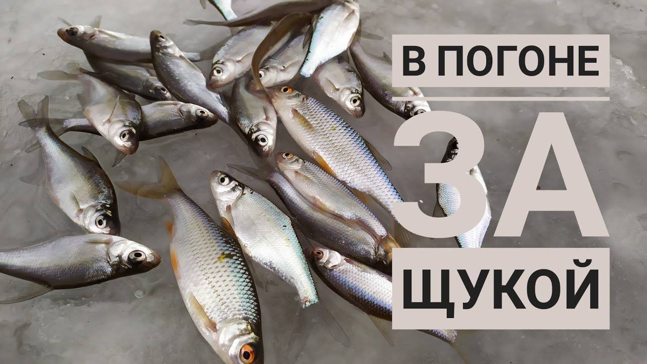 Где же рыба? Как поймать щуку на живца. Зимняя рыбалка.