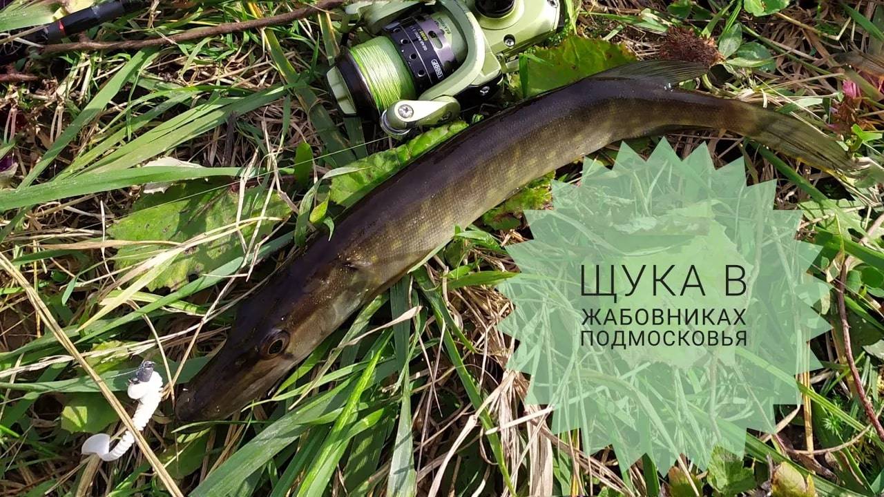 Ловля щуки в жабовниках Подмосковья. Рыбалка.