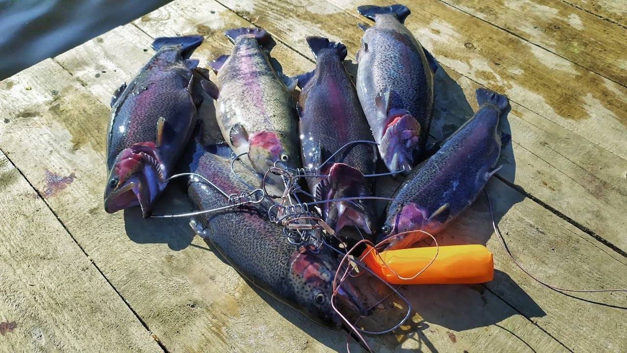 Форелевый котел найден! Рыбалка на платном пруду в Подмосковье.