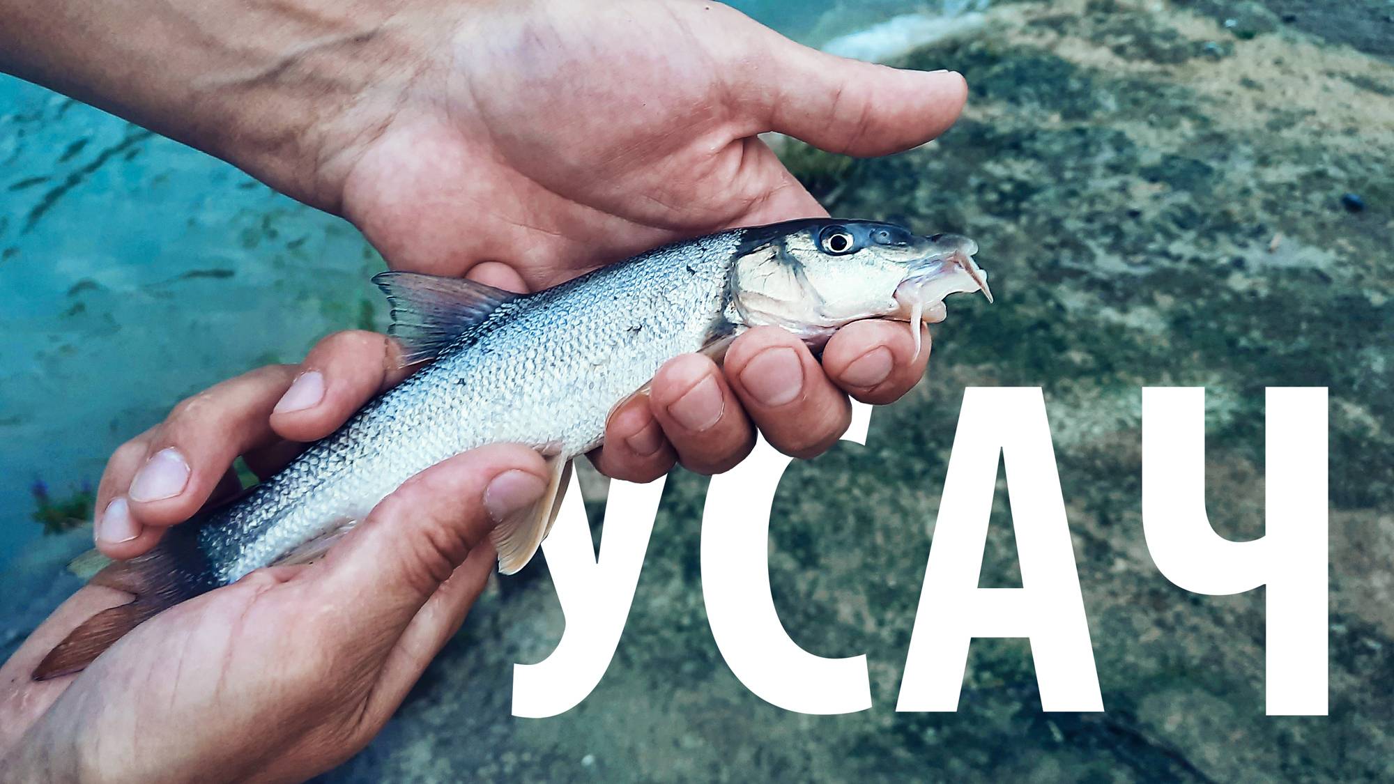 Рыбалка на горной реке. Удочка в полевых условиях. Ловля усача в Лазаревском, Сочи.