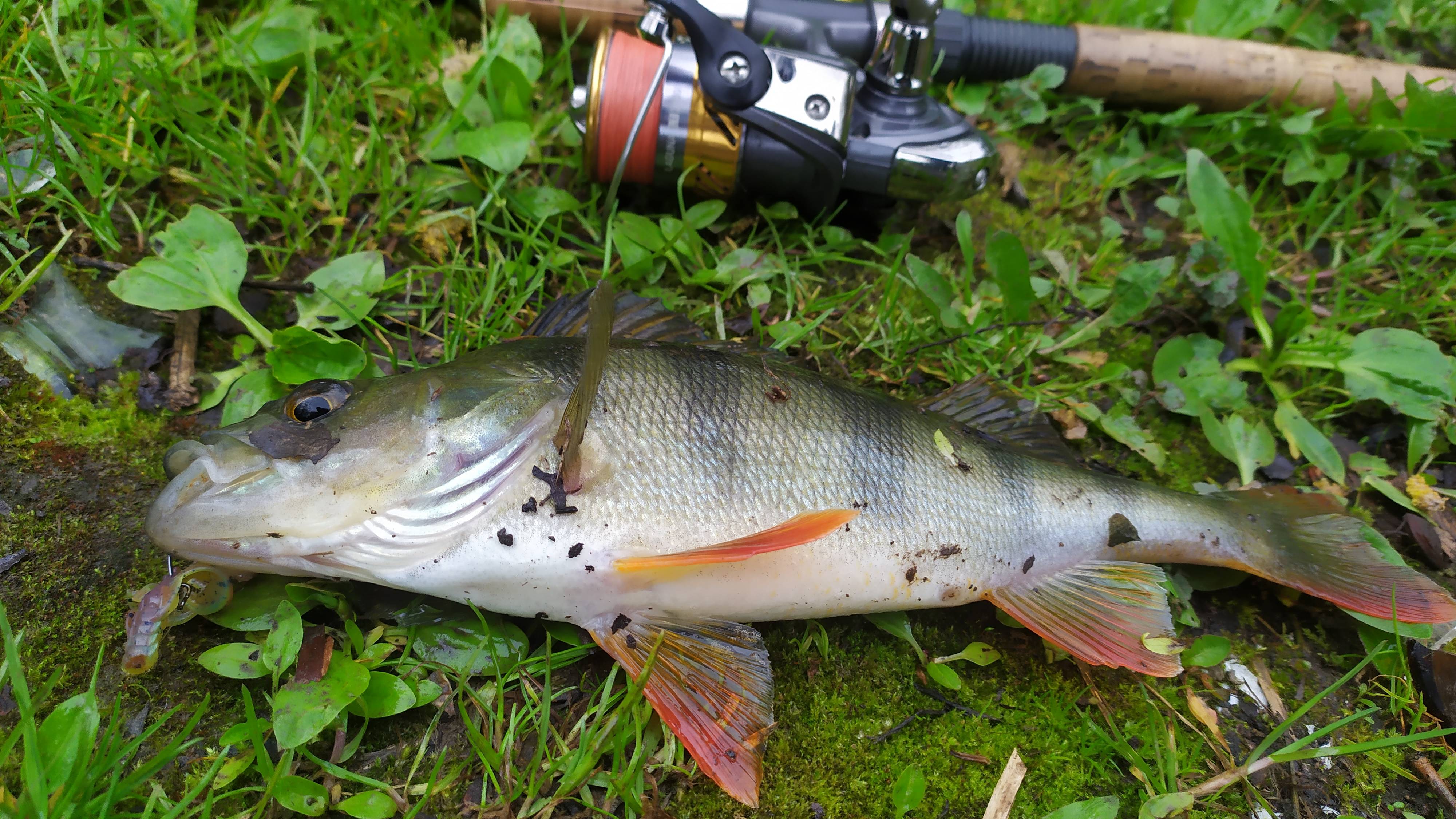 Ловля окуня на бомбарду (сбирулино) #рыбалка