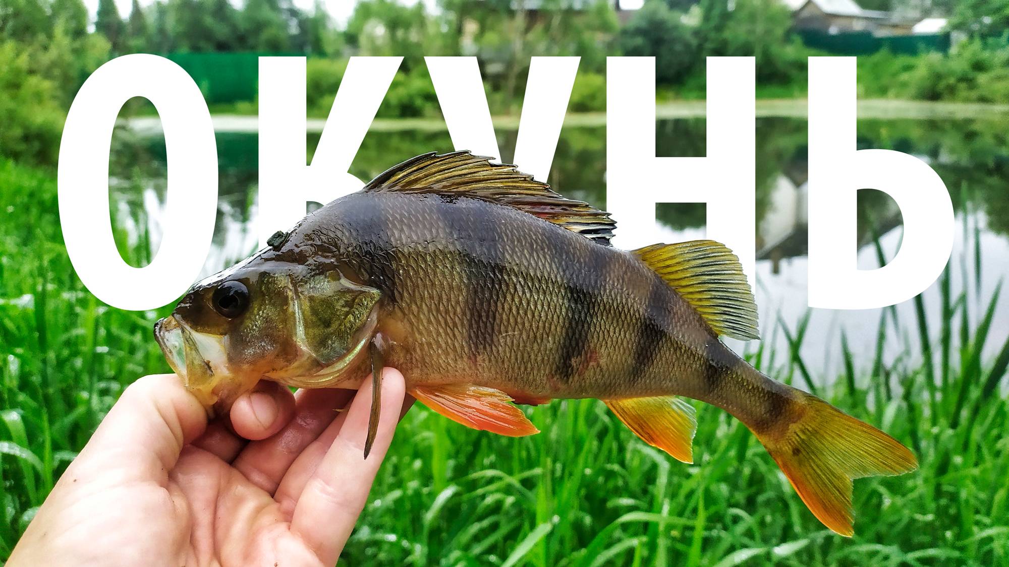 Долгожданная рыбалка. Окунь пойман!