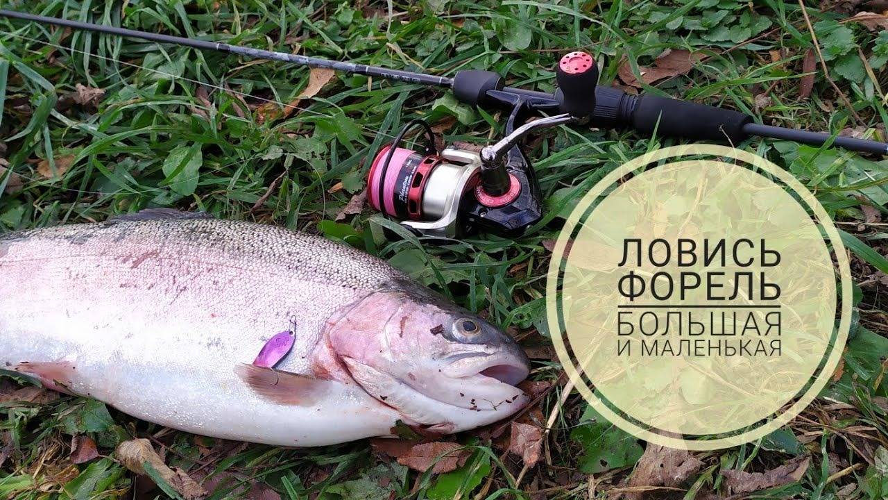 Ловись форель, большая и маленькая! Рыбалка на платном пруду.