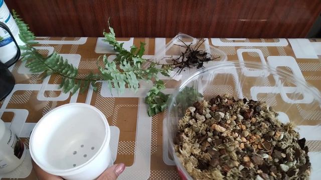 Папоротник, посадка.