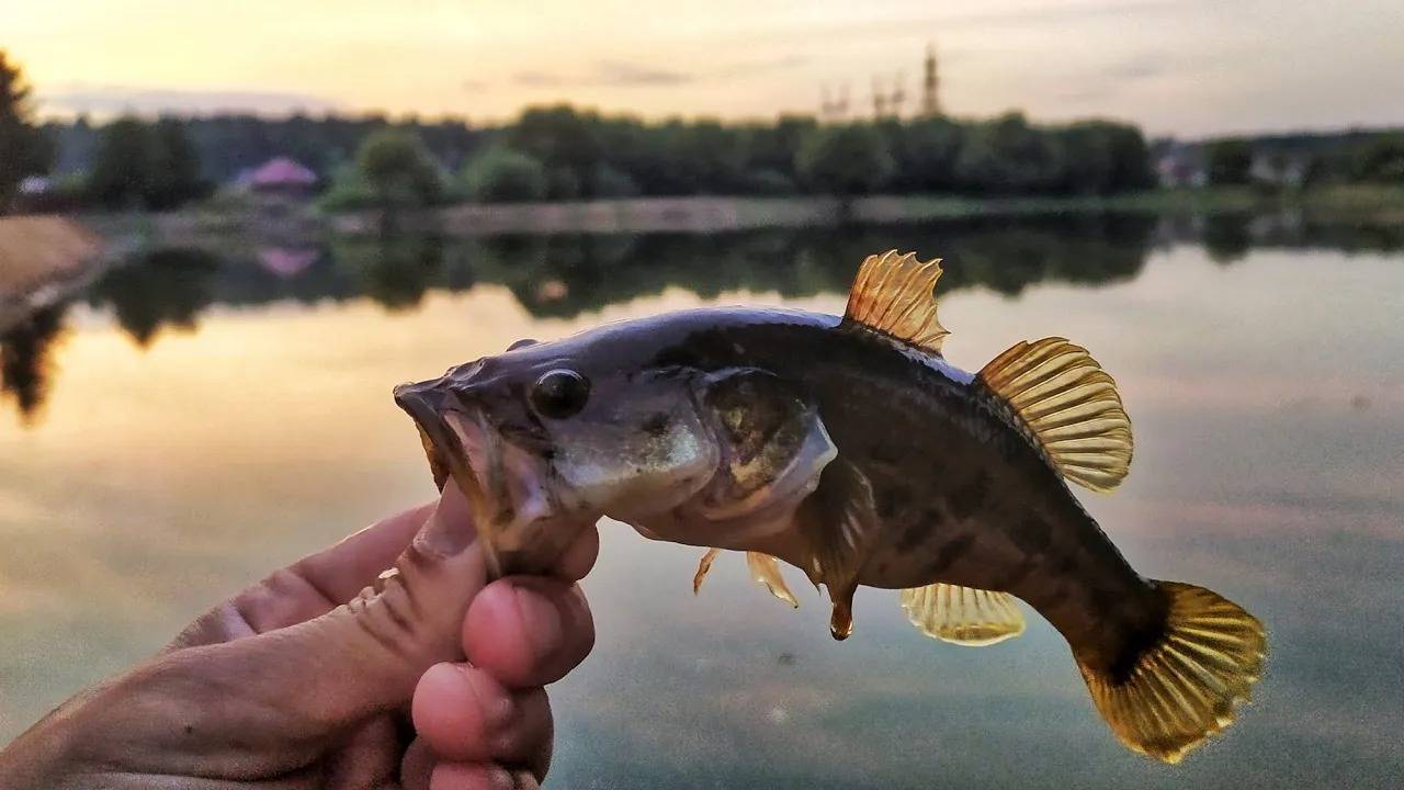 Ловля ротана на кальмара. Спиннинг в деле! Весенняя рыбалка.
